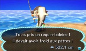 Requin-Baleine